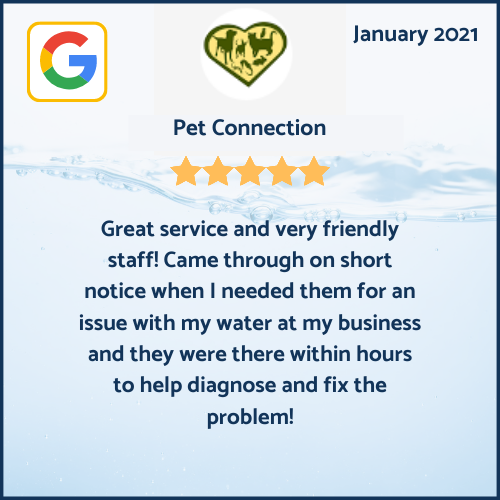 Pet Connection — 5-star Google review, January 2021